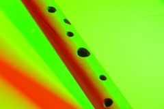 naso_1001757325